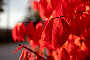 Vibrant red autumn leaves on a branch - close-up shot with soft-focus background - sunlight filtering through foliage. Taken in Toronto, Canada.