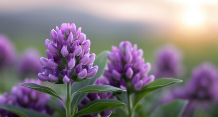 Obraz premium Vibrant purple flowers blooming in field