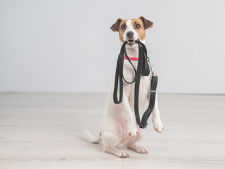Jack Russell Terrier dog holding a leash and calling for a walk. 