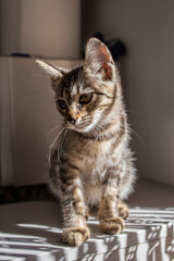 Cute gray spotted kitten looking sad portrait, with sun trails and shadows, soft focus close up