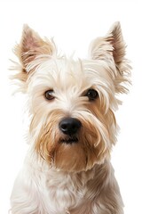 A close-up headshot of a West Highland_White_Terrier on a white background, showcasing its expressive eyes, dog, fluffy fur, friendly, cute, mans best friend