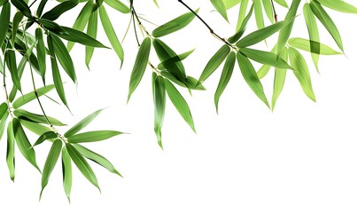 Fototapeta premium Bamboo leaves isolated on white background