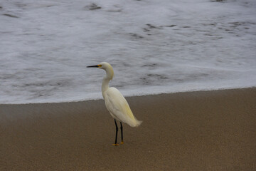 Snowy Egret on the Sand - Crissy Field 002