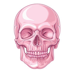 Fototapeta premium Illustration of a pink human skull on a white background, showcasing detailed anatomy and artistic style. Perfect for educational materials.