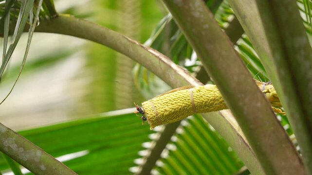 An asian queen wasp (Vespa Affinis) eating young coconut flower