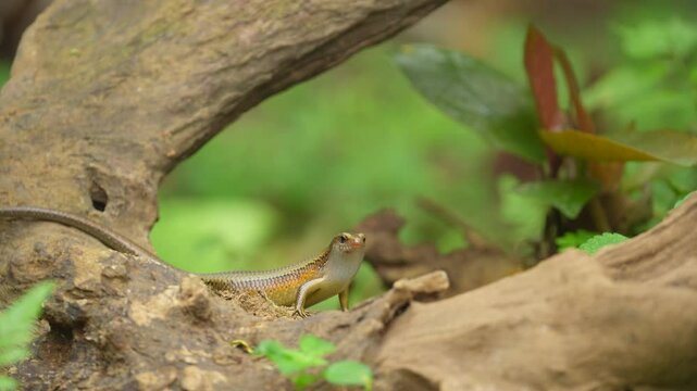 Garden lizards on the wood, one of the most common types of lizards found in Indonesia