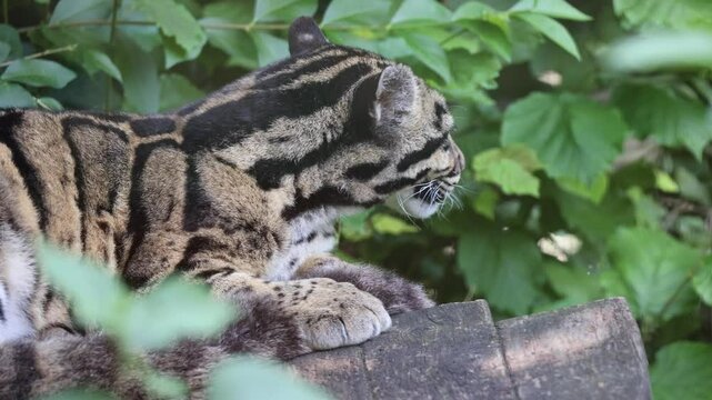 Close-up view of a beautiful Formosan clouded leopard