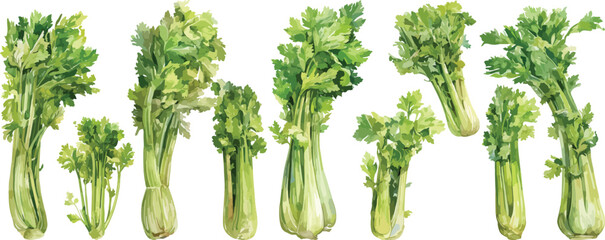 celery stalk watercolor clipart © dian's