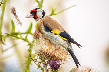 European goldfinch, feeding on the seeds of thistles. Carduelis carduelis.