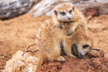 A group of cute meerkats. Meerkat Family are sunbathing.