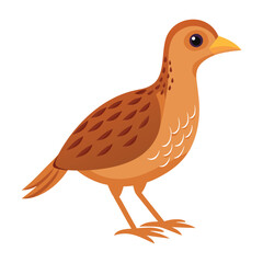 Illustration of Corncrake animal Isolated