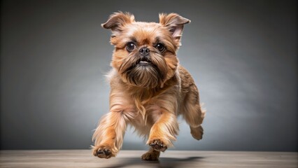 Wide shot of a Brussels Griffon running, studio portrait.