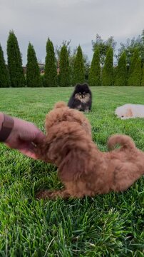 #courage the cowardly dog
#puppy dog pals
#dog whist
#dog
#funny dog videos
#dog barki
#three dog night
#dog of wisdom
#gabe the dog
#dog videos
#triumph the insult #comic dog
