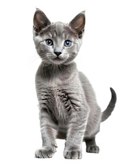 Cute cat sitting (transparent background) PNG with alpha channel. お座りしているかわいい猫(背景透過)アルファチャンネル付PNG