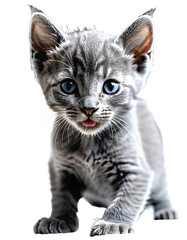 Fototapeta premium Cute cat sitting (transparent background) PNG with alpha channel. お座りしているかわいい猫(背景透過)アルファチャンネル付PNG