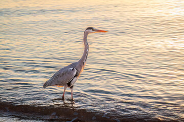 Obraz premium A heron hunting in the sea. Grey heron on the hunt