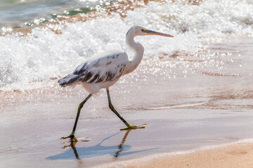 White Western Reef Heron (Egretta gularis) at Sharm el-Sheikh beach, Sinai, Egypt