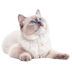 Cute fluffy white kitten with blue eyes lying down and looking up in cartoon style with transparent background clipart