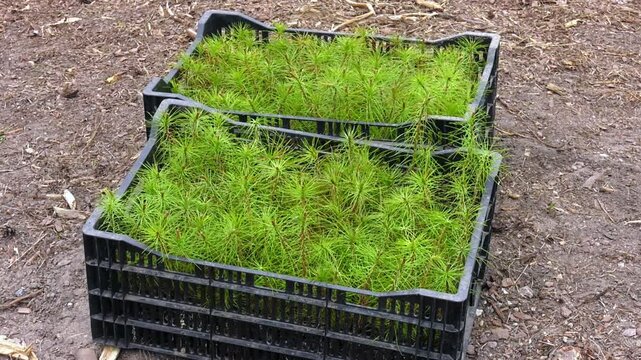 Saplings of coniferous breeds. Pine, cedar, larch, Christmas tree prepared for planting. Restoration of forests after wildfires. Young pine seedling close up. There is a pine cone nearby
