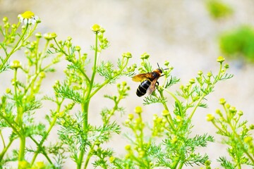 庭のジャーマンカモミールの花に止まる黒い大きめの蜂、ツチバチの接写