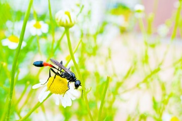 屋外でジャーマンカモミールの花の上に止まる黒く細長いジガバチ
