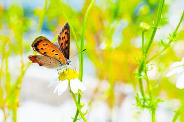 屋外で満開のカモミールの花の蜜を吸うオレンジ色のベニシジミ蝶