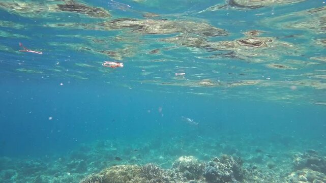 A needlefish glides through clear, blue waters over a vibrant coral reef.