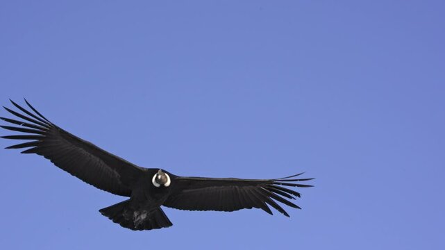Extremely close view footage of an Andean Condor with enormous wingspan against a blue sky in the Patagonian Andes mountains. 4k, slowmotion.