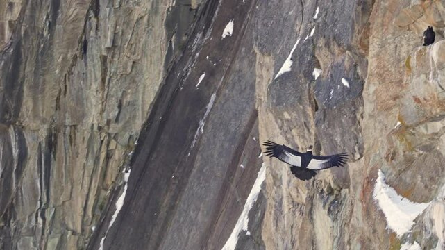 Andean Condor flying towards a cliff and landing on a rocky ledge in slow motion. Patagonia