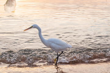 Great egret (Ardea alba), a medium-sized white heron fishing on the sea beach