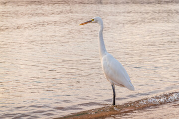Great egret (Ardea alba), a medium-sized white heron fishing on the sea beach