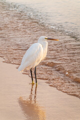 Great egret (Ardea alba), a medium-sized white heron fishing on the sea beach