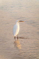Great egret (Ardea alba), a medium-sized white heron fishing on the sea beach