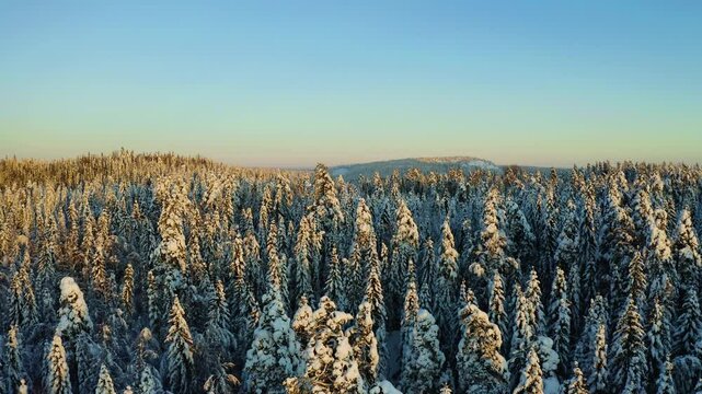 Golden hour soft glow of light on horizon as sun spreads across evergreen trees covered with dusting of snow
