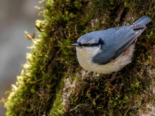 森の中で樹木の幹を移動してエサを探しているゴジュウカラ