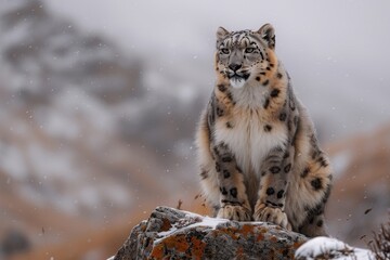 Fototapeta premium A snow leopard gracefully perched on a rocky ledge in the Himalayas, its thick fur blending with the snowy landscape. 
