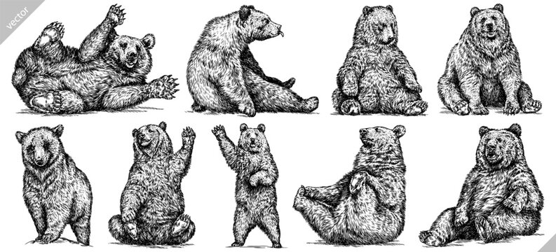 Vintage engrave isolated black bear set illustration ink sketch. American grizzly background asian animal silhouette vector art