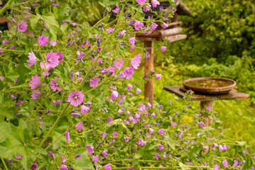 A perennial with intense pink, dark-veined flowers of the wild mallow (Malva sylvestris). In the background a drinking basin for birds and a birdhouse