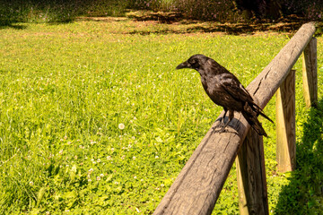 Black crow sitting on wooden railing in a green meadow