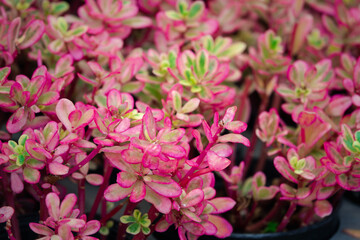 A bunch of pink flowers with green leaves. The flowers are in a black pot