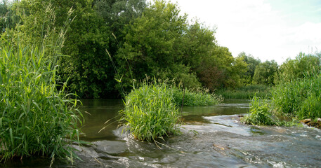 River Flowing Through Lush Green Forest