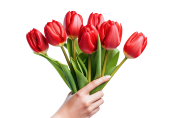 Blooms of Love: A Hand Grasping a Bouquet of Red Tulips on White or PNG Transparent Background.