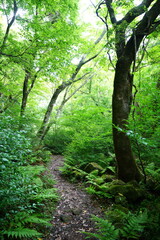 spring forest path through mossy rocks and old trees