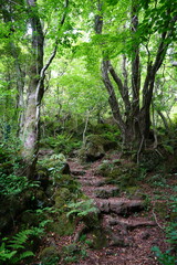 spring forest path through mossy rocks and old trees