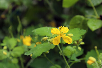 yellow flower of the medicinal plant celandine (lat. Chelidonium) with raindrops