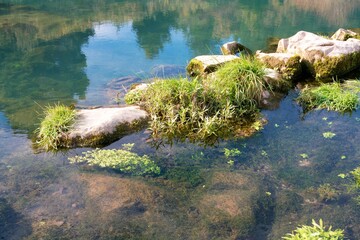 grass and stones in the water