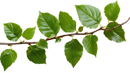 Naklejka premium Branch with Fresh Green Leaves on White Background