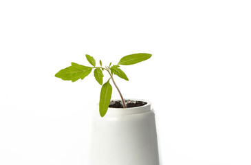 Young seedlings of tomato in pot isolated on a white background. Green seedling of fresh tomatoes plant
