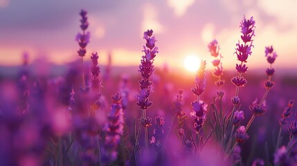 Soothing background of lavender fields for a calming atmosphere