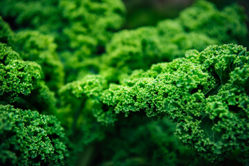 Growing Kale green cabbage, curly kale, on a farm for business, in the fields. Deep green natural background, selective focus, copy space